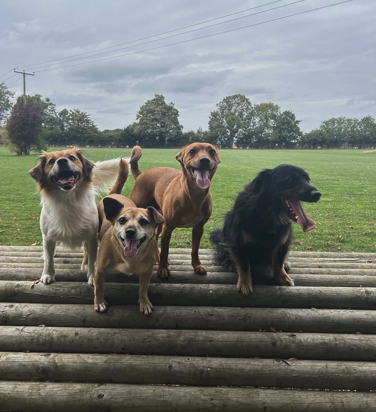 Four dogs sitting and standing together on a wooden hurdle in a green field